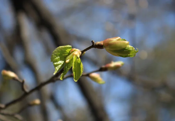 Frühling. Schmelzende Knospen der Linde — Stockfoto