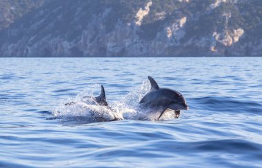 Mavi deniz suda sıçrayan yunus