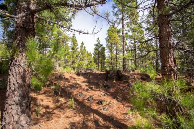 Kanarya çam ağaçları