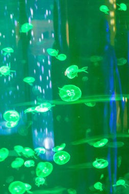 Akvaryum küçük jellyfishes