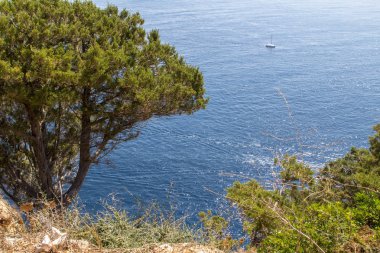 Çam ormanı ağaç deniz kenarında