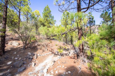 Kanarya çam ağaçları