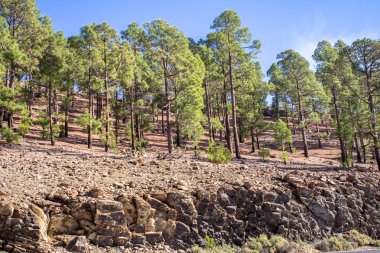 Güneşli Kanarya çam