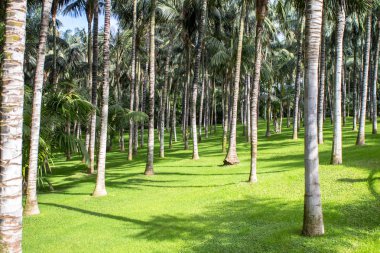 palmiye ağaçları orman 