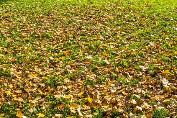 Gelbe Herbstblätter — Stockfoto