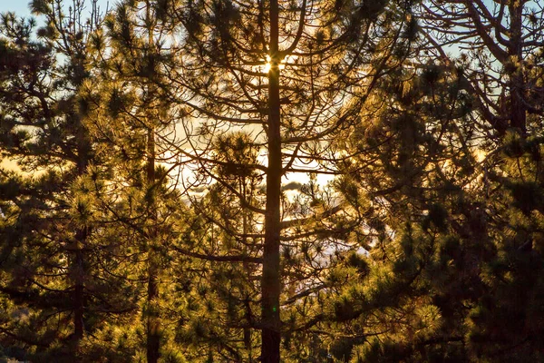 松林の日の出 — ストック写真