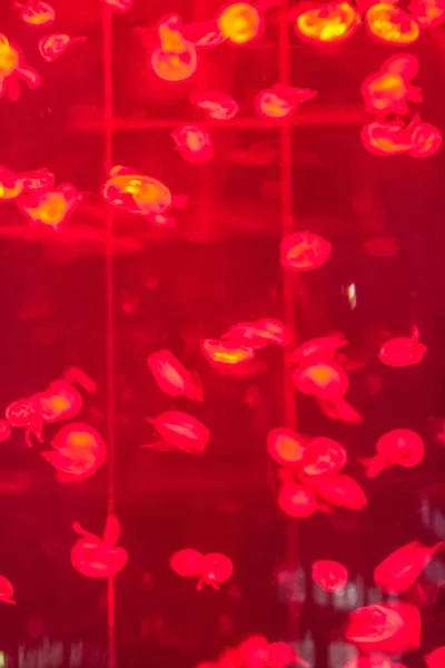 Small jellyfishes in aquarium — Stock Photo, Image