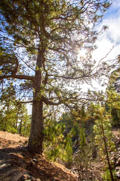 阳光明媚的峡谷松树 — 图库照片