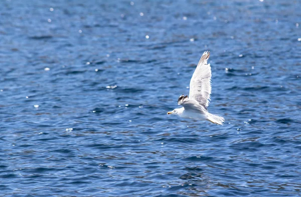 Seagull flying over the sea — Stock Photo, Image