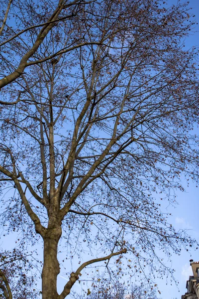 Trees and blue sky — Stock Photo, Image