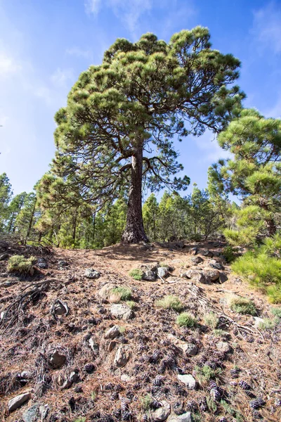 Canarian pine trees — Stock Photo, Image