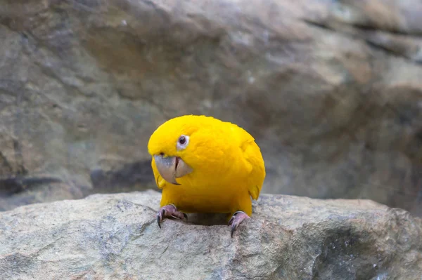 Желтая канарейка — стоковое фото