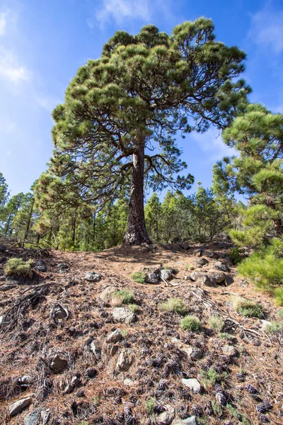 Canarian pines on Tenerife — Stock Photo, Image