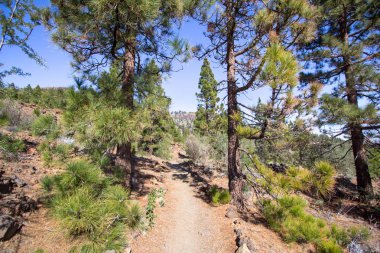 Kanarya çam ağaçları