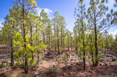 Kanarya çam ormanı