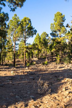 Güneşli bir günde Kanarya çam