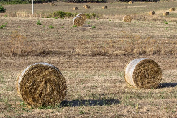 Balle di fieno d'orzo in un campo — Foto Stock