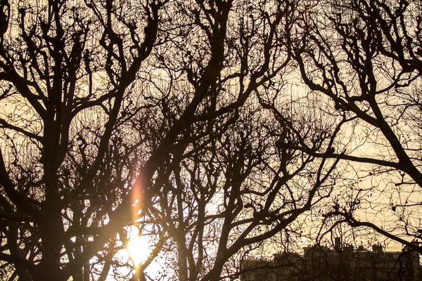 나무와 불 같은 하늘 — 스톡 사진