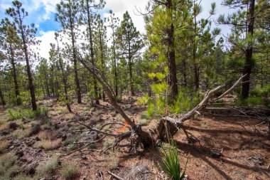 Kanarya çam ormanı