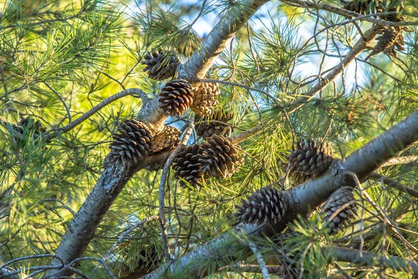 Tannenzweig mit Kiefernzapfen und Schneeflocken — Stockfoto