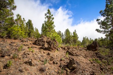 Tenerife Kanarya çam