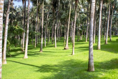 palmiye ağaçları orman 