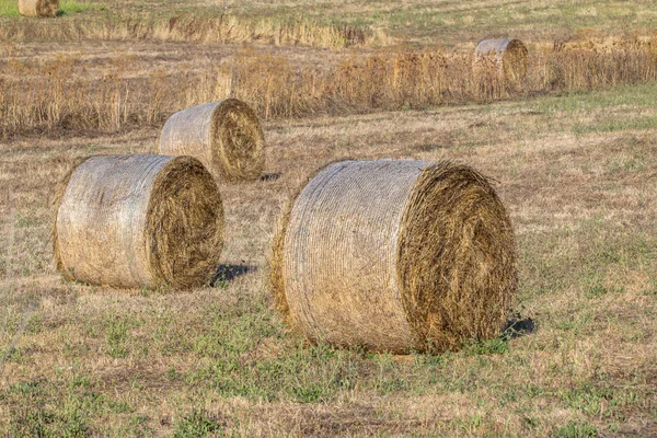 Balen van gerst hooi in een veld — Stockfoto