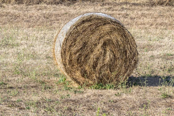 Balíky sena ječmene v poli — Stock fotografie