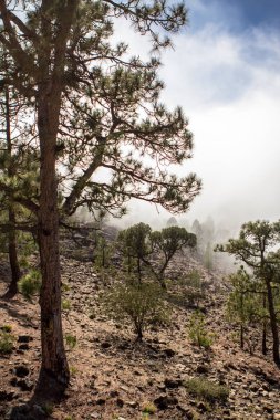 Bulutlarda Kanarya çam