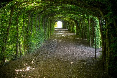 Ağaç tünel Oberhofen Bahçe kale, İsviçre