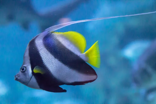 Färgglad fjäril fisk — Stockfoto