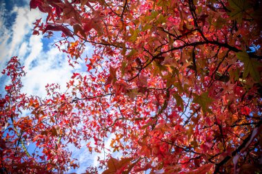 Kırmızı sonbahar yaprakları