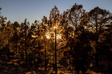 Çam ormanında gün doğumu