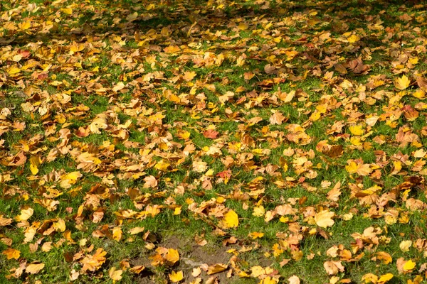 Herbstlaub im Park — Stockfoto