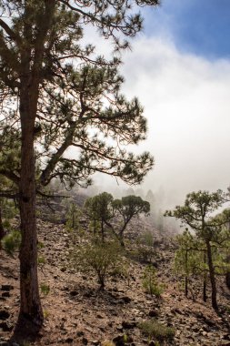 Bulutlarda Kanarya çam