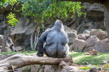 Erkek dağ goril