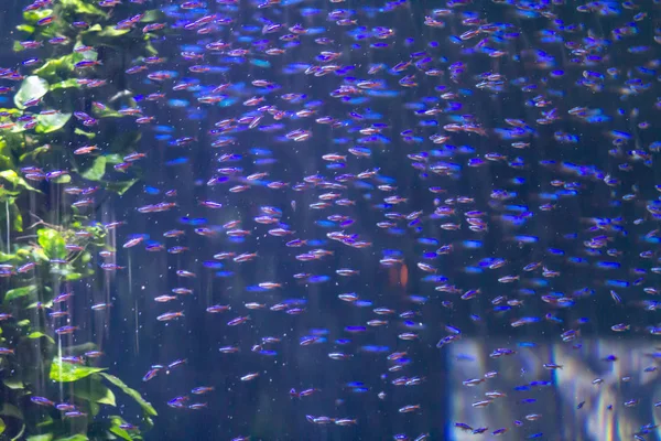 Malé akvarijních ryb — Stock fotografie