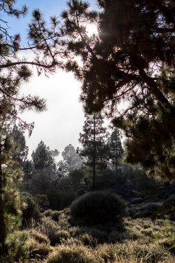 Tenerife çam ormanı içinde yüksek bulutlar