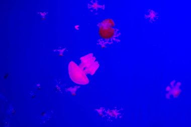 Akvaryum küçük jellyfishes