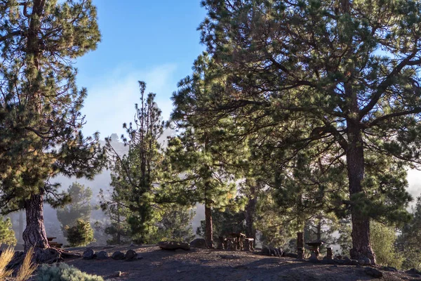 Nubes altas sobre bosque de pinos en Tenerife — Foto de Stock