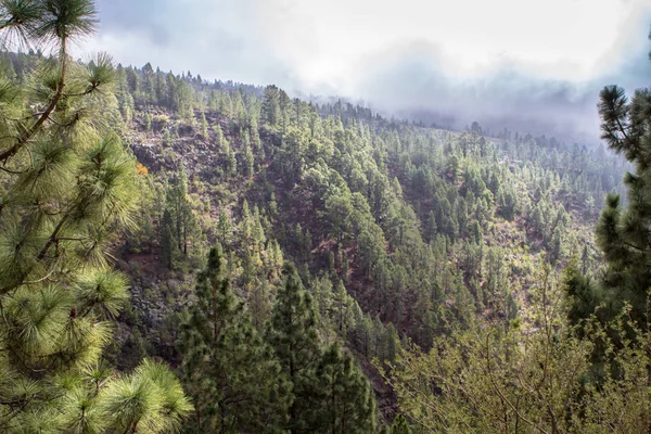 Nubes en el bosque de pinos — Foto de Stock