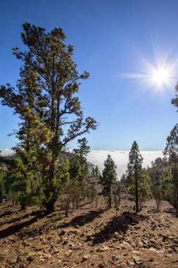 Tenerife Kanarya çam