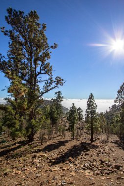 Tenerife adasında Kanarya çam