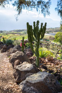 Kaktüs Tenerife, İspanya