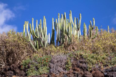 Kaktüs Tenerife, İspanya