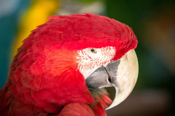 Papuga Ara kolorowy — Zdjęcie stockowe