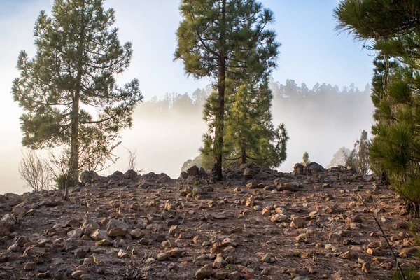 Puesta de sol sobre bosque de pinos brumosos — Foto de Stock