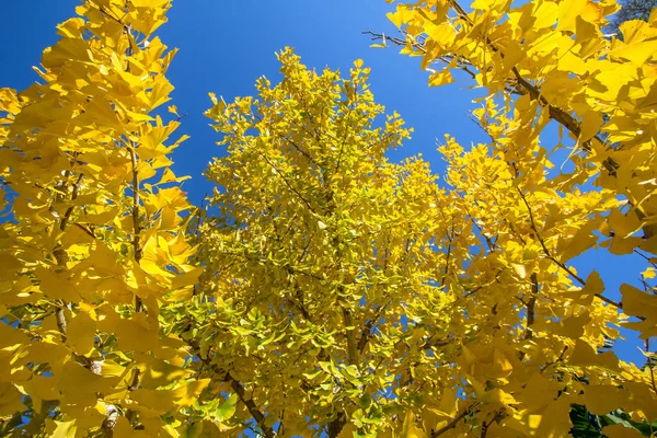 Hojas amarillas en las ramas — Foto de Stock