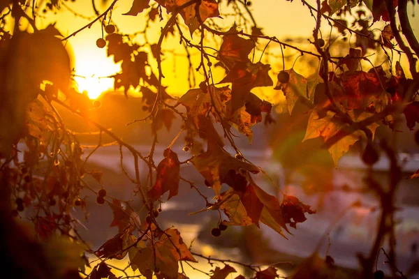 Tree brunch on sun background — Stock Photo, Image