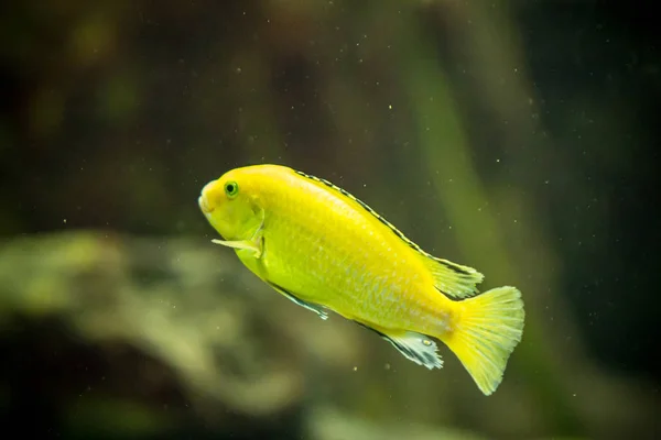 Риб в акваріум — стокове фото